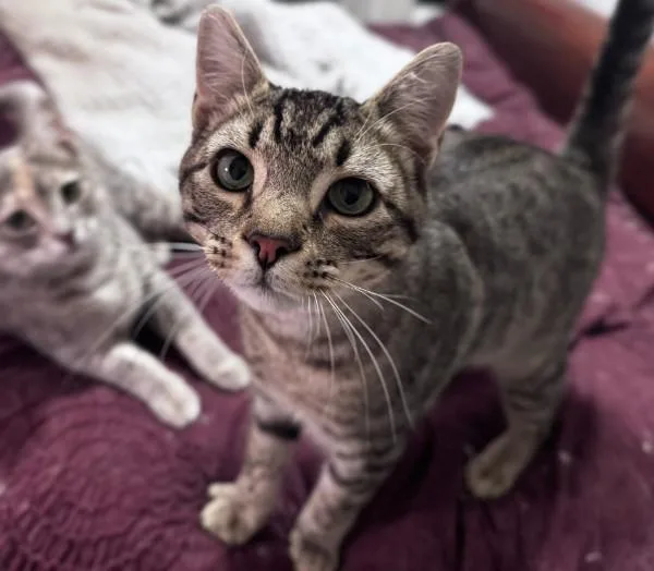 A baby medium-sized male Domestic Short Hair cat named Biscuit Kb for adoption in Greenville, SC