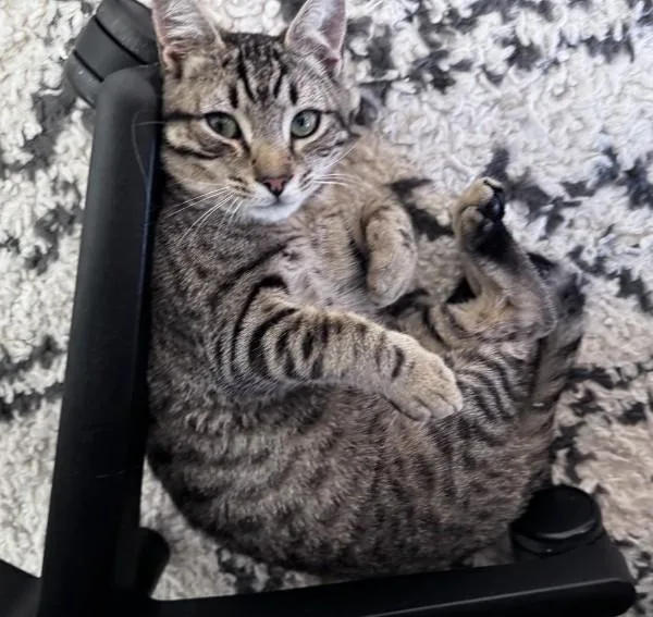 Biscuit Kb thumbnail 3