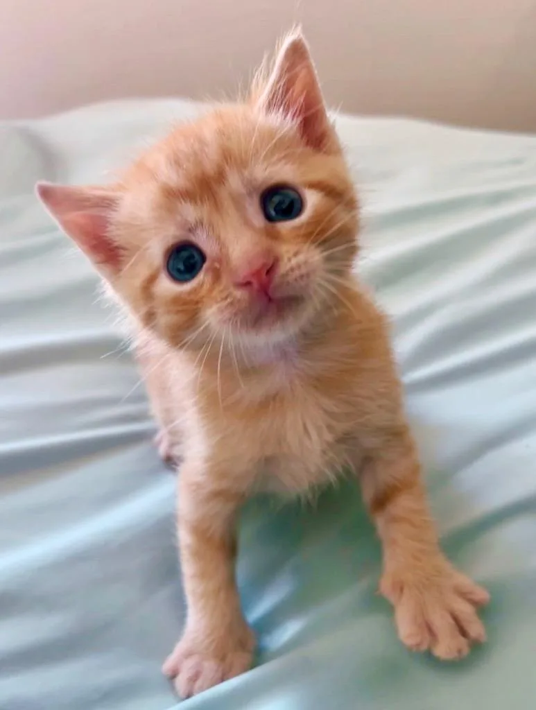 A baby medium-sized male Domestic Short Hair cat named Gene for adoption in Columbia, IL