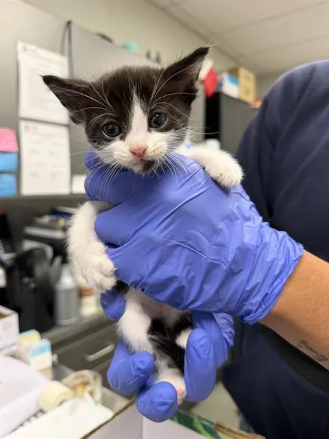 A baby small-sized male Domestic Short Hair cat named Yeti for adoption in Ontario, CA