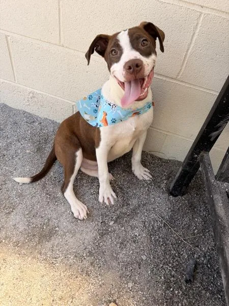 A young medium-sized male American Staffordshire Terrier dog named Sho for adoption in Morristown, TN
