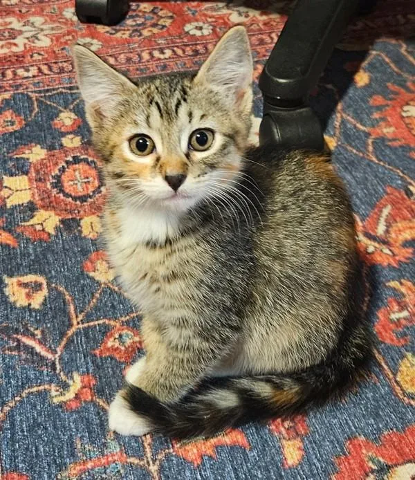 Amelia