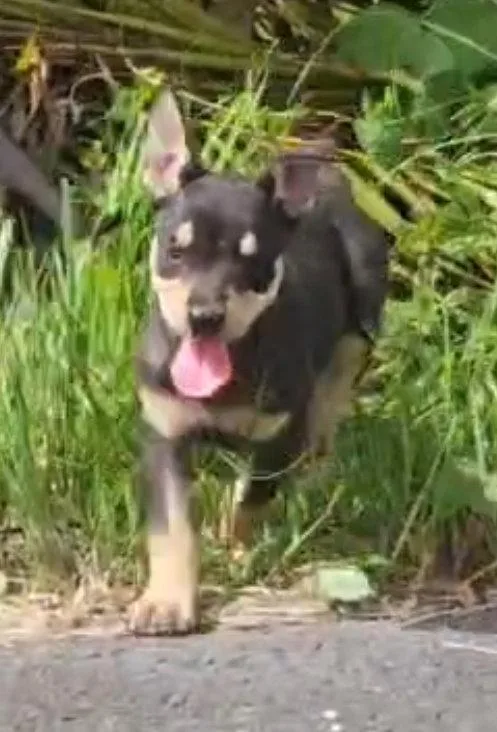 A baby small-sized female German Pinscher dog named Cheese for adoption in Virginia Beach, VA