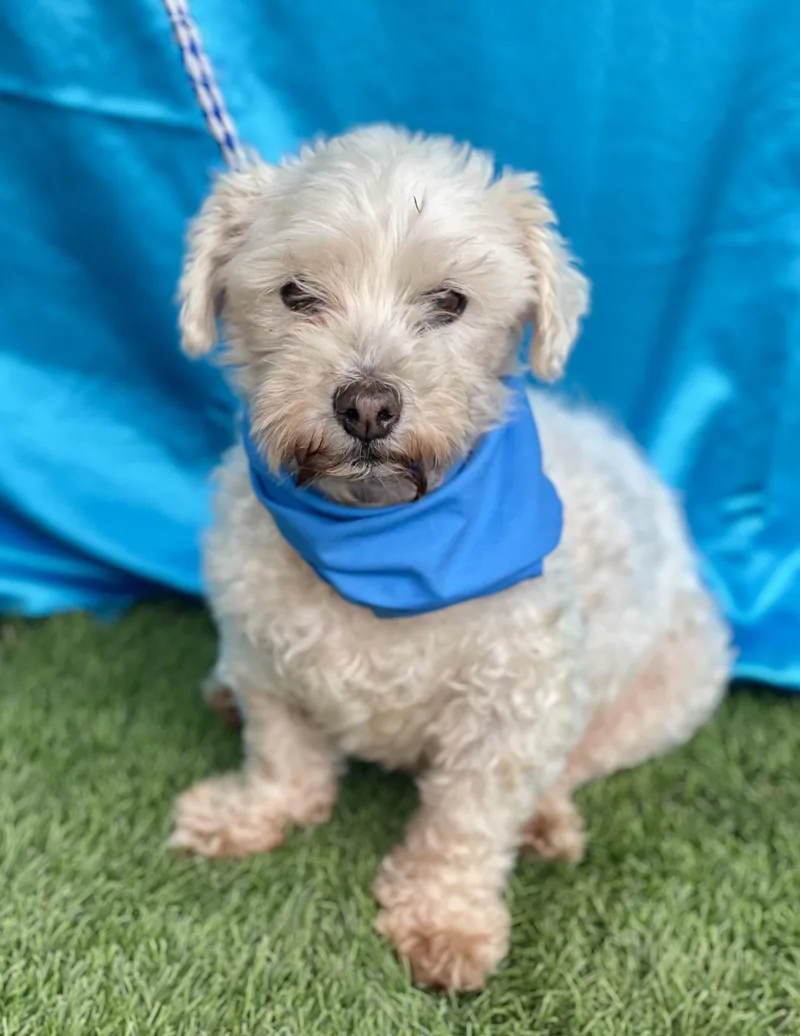 An adult small-sized male Poodle dog named Bentley for adoption in Rowland Heights, CA