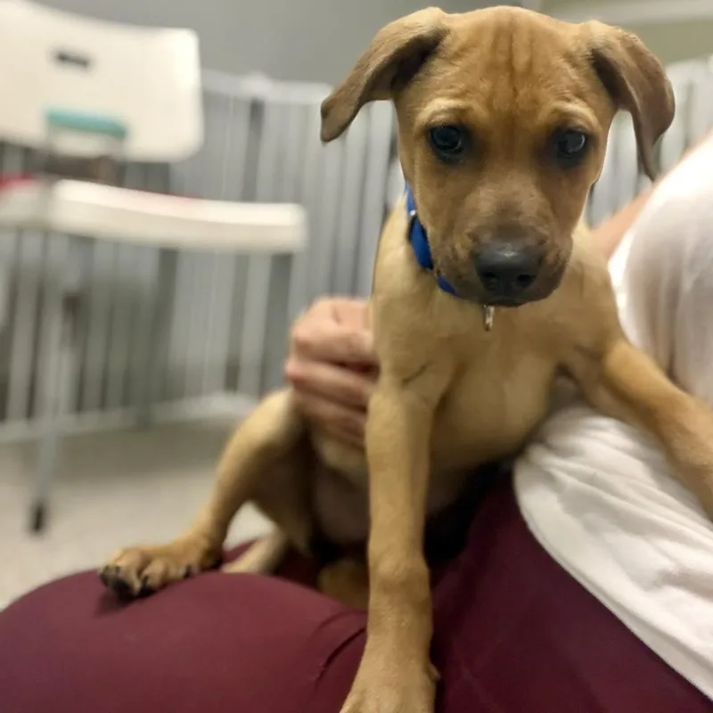 A baby large-sized female Rhodesian Ridgeback dog named Sophie for adoption in Whitehall, PA