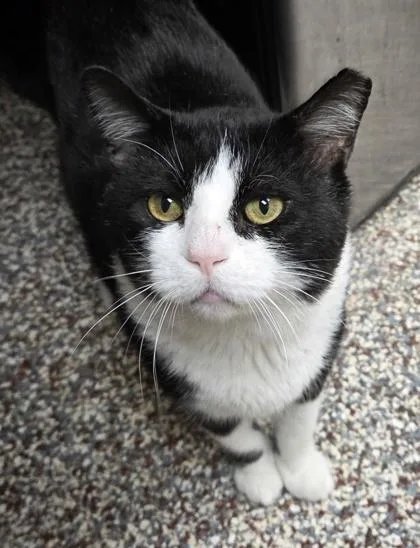 An adult medium-sized male Domestic Short Hair cat named Hercules for adoption in Westland, MI