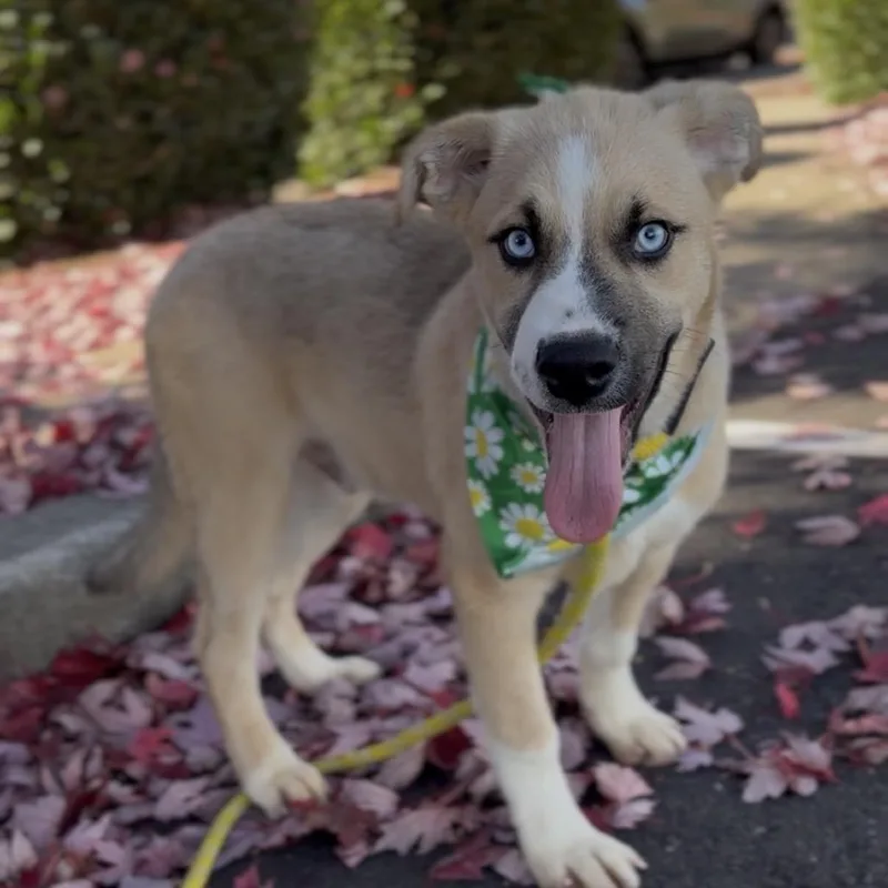 A baby medium-sized male Shepherd dog named Dean for adoption in Newberg, OR