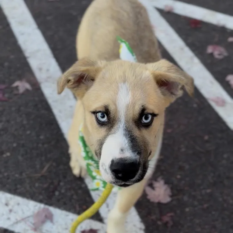 Dean thumbnail 5