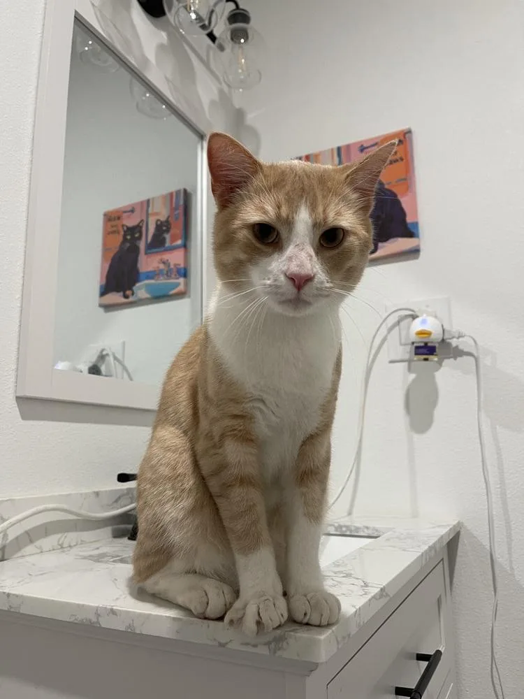 A young large-sized male Orange & White Domestic Short Hair cat named Monferno for adoption in Dallas, TX