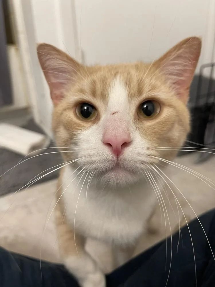 Monferno thumbnail 2