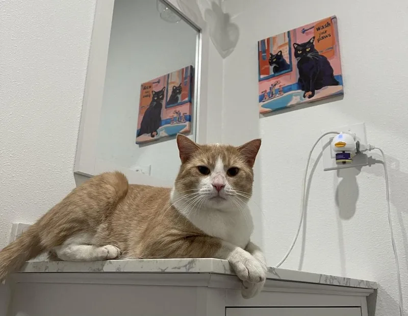 Monferno thumbnail 3