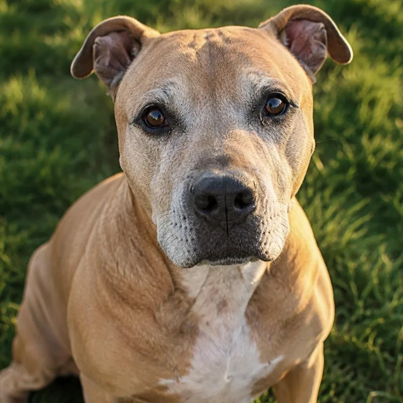 A senior medium-sized male Apricot / Beige American Staffordshire Terrier dog named Meet SULLY  Sweet for adoption in Clifton, NJ