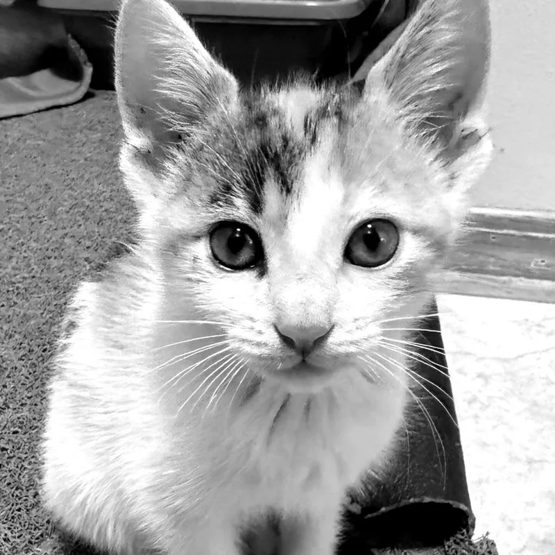 A baby small-sized female Calico Domestic Short Hair cat named Nala for adoption in Green Bay, WI