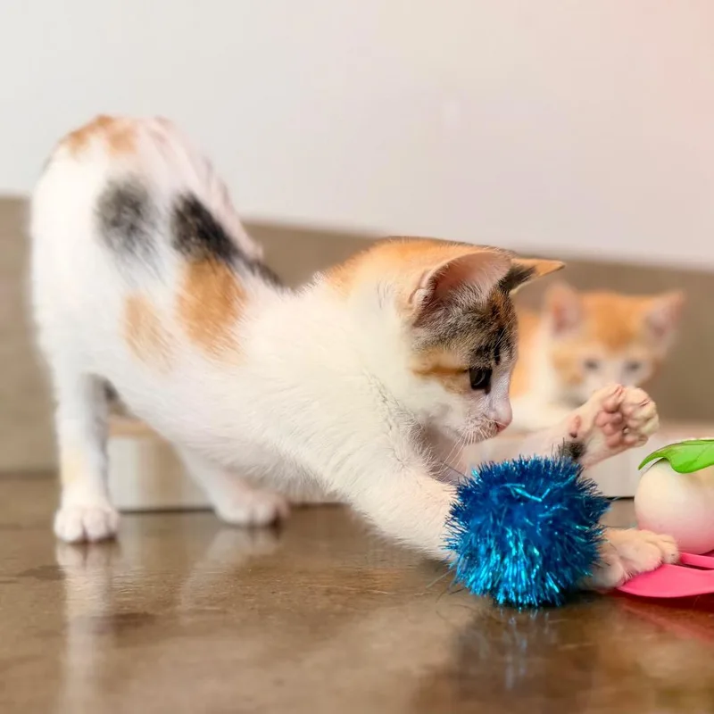 Nala thumbnail 2