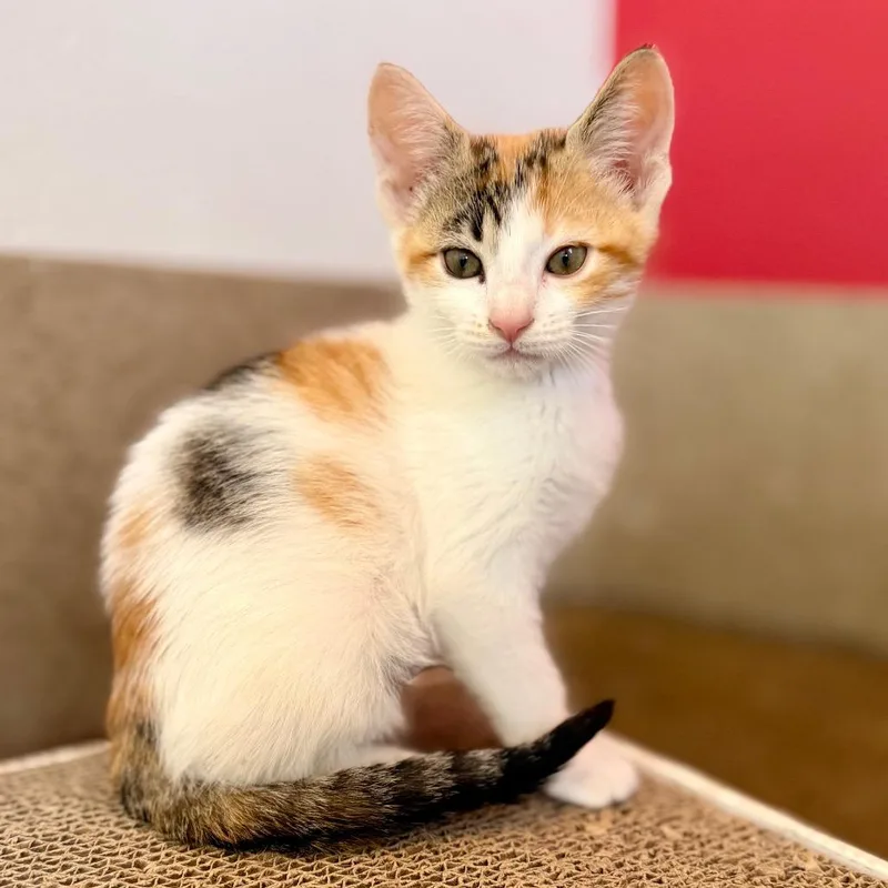 Nala thumbnail 3