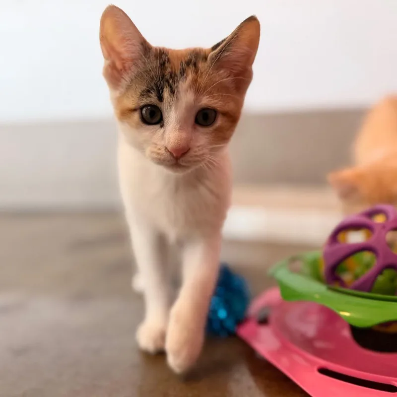 Nala thumbnail 4