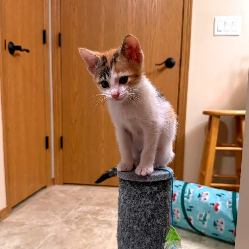 Nala thumbnail 5