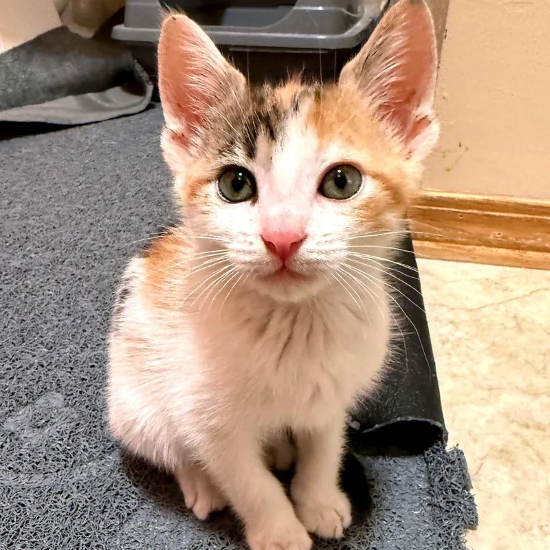 Nala thumbnail 6