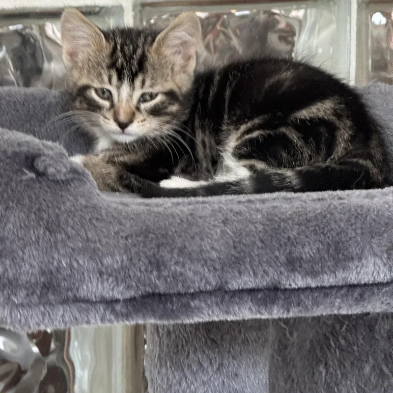 A baby small-sized male Tabby (Brown / Chocolate) Domestic Short Hair cat named Zeus for adoption in Milwaukee, WI