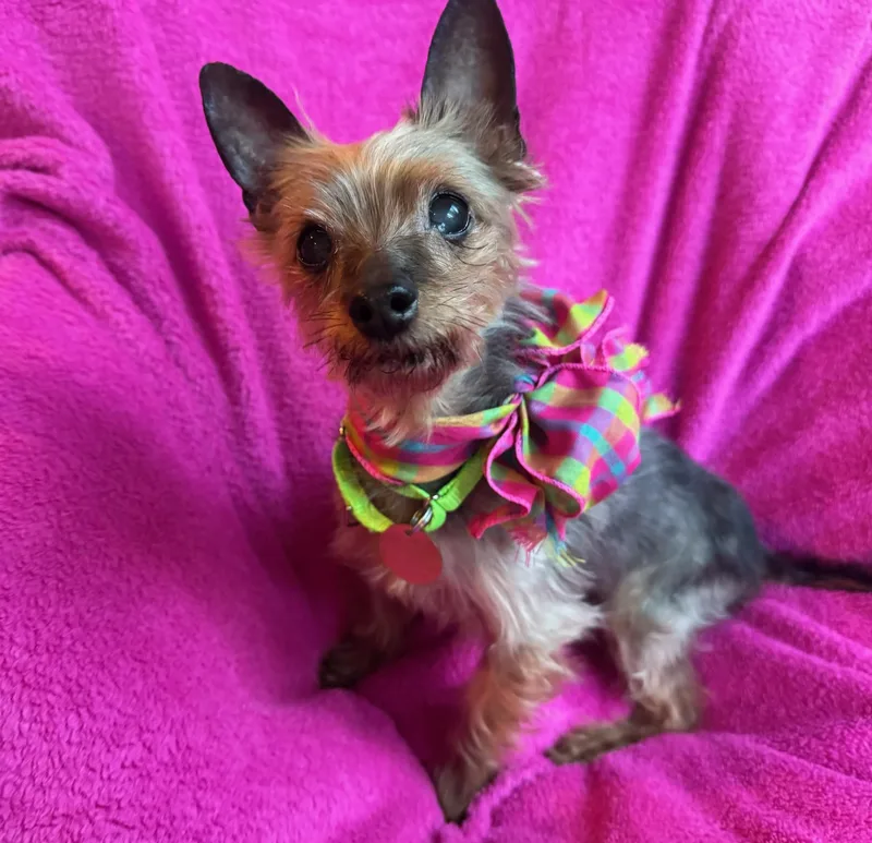 A senior small-sized female Gray / Blue / Silver Yorkshire Terrier dog named Princess for adoption in Oak Ridge, NJ