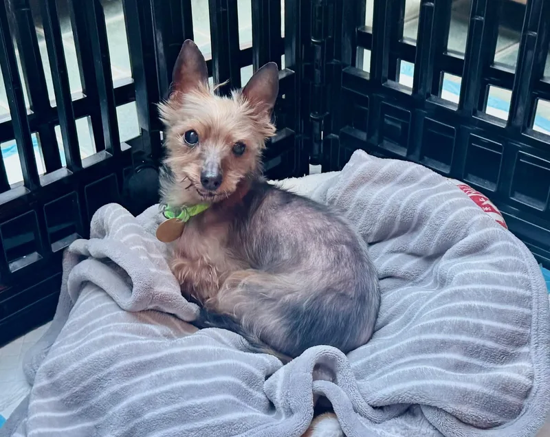 Princess thumbnail 2