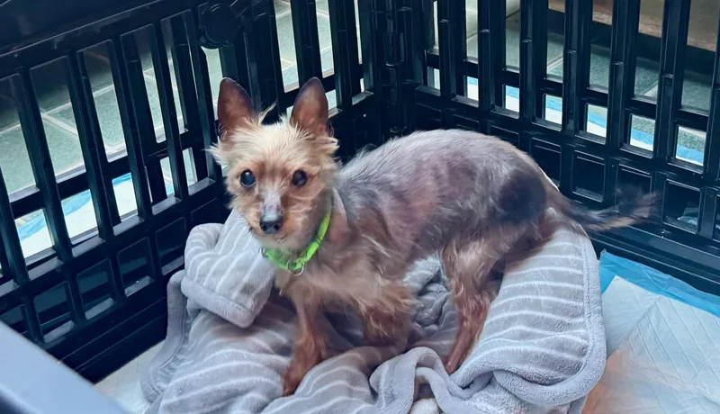 Princess thumbnail 5