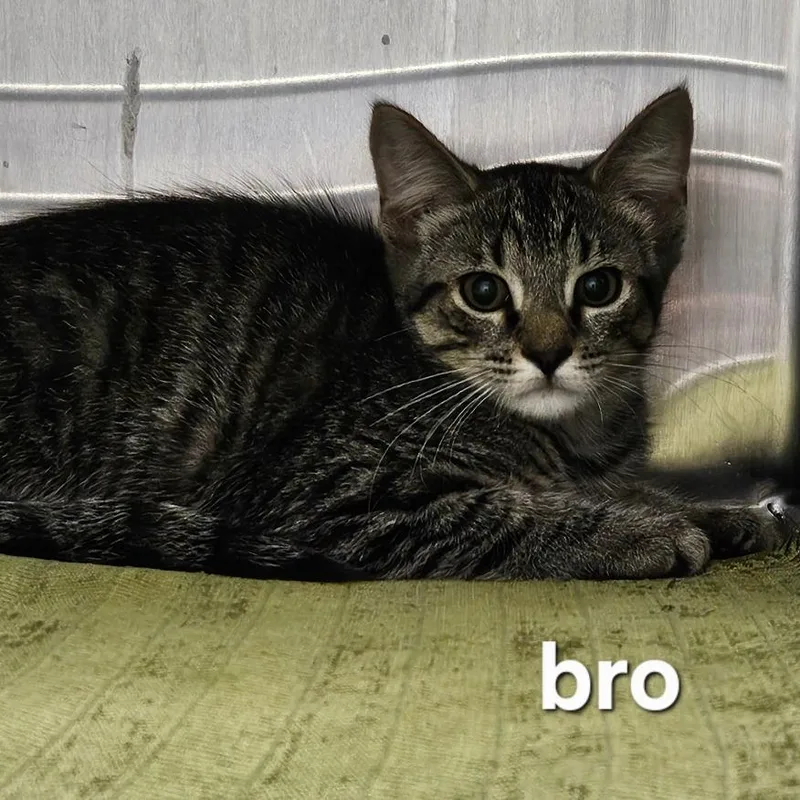 A baby small-sized male Brown / Chocolate Domestic Short Hair cat named Bro for adoption in Oneonta, NY