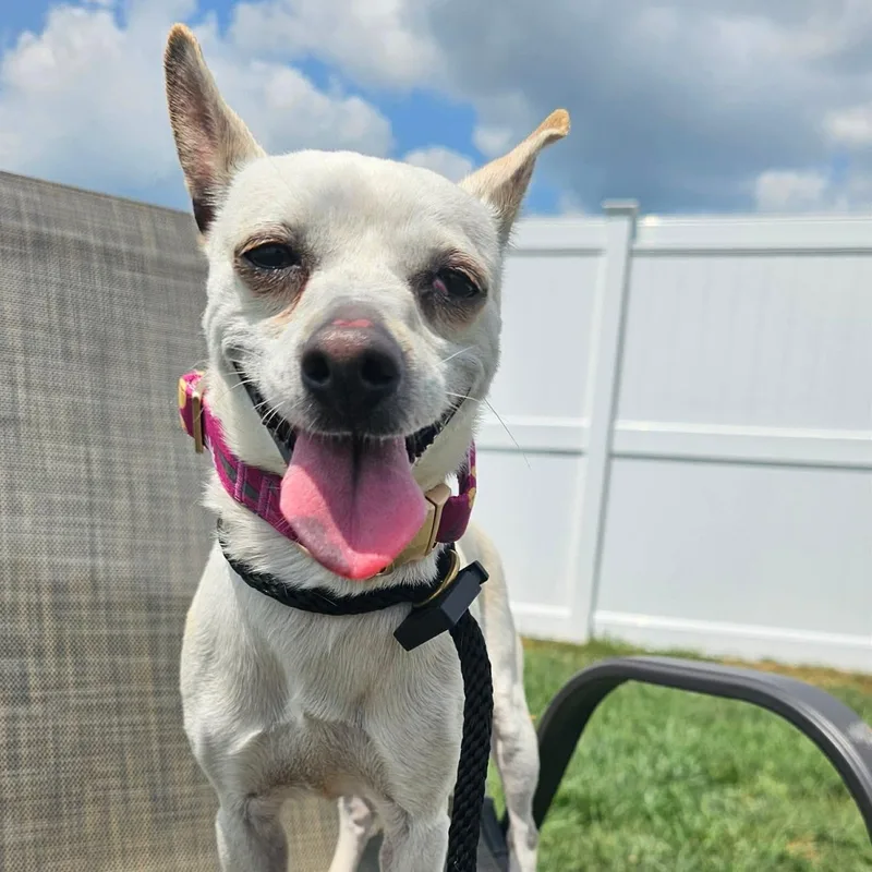 A young small-sized female Chihuahua dog named Kinga for adoption in Minooka, IL