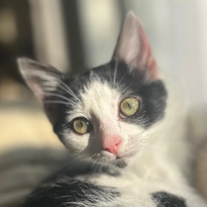 A baby small-sized female Black Domestic Medium Hair cat named Purrogie for adoption in Cincinnati, OH