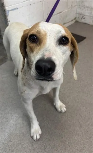 An adult medium-sized female Beagle dog named Savannah for adoption in San Bernardino, CA