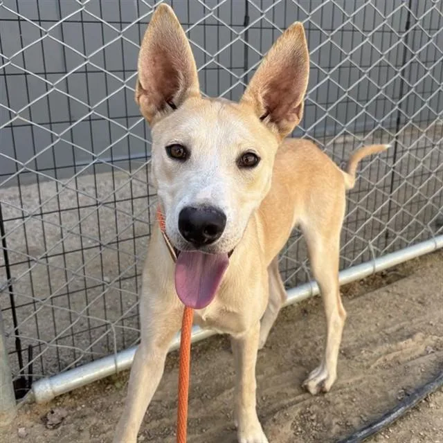 A young large-sized male German Shepherd Dog dog named Ernie for adoption in Ontario, CA