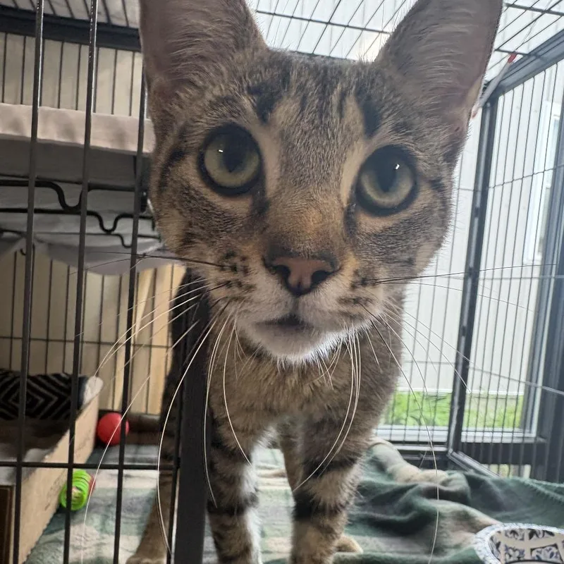 An adult medium-sized female Domestic Short Hair cat named Bethany for adoption in Muncie, IN
