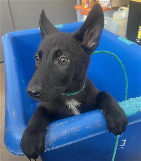 A baby large-sized female Mixed Breed dog named Pika for adoption in Dallas, TX