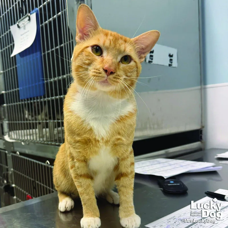 An adult medium-sized male Orange & White Domestic Short Hair cat named Joseph for adoption in Washington, DC