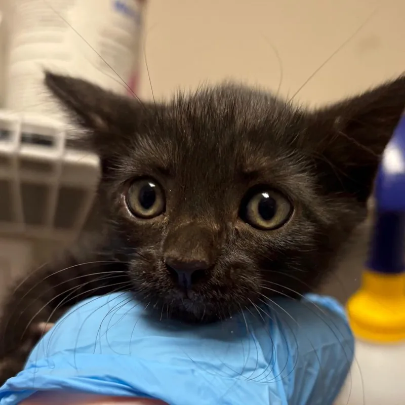 A baby small-sized female Black Domestic Short Hair cat named Iris for adoption in Yuma, AZ