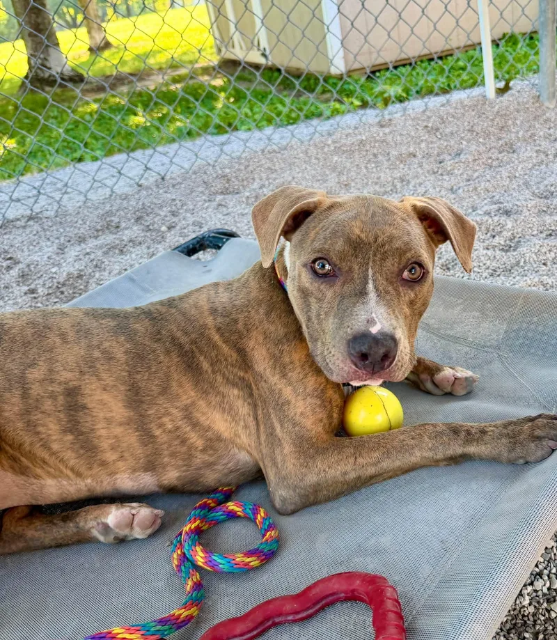 A young medium-sized female Pit Bull Terrier dog named Mackenzie for adoption in Springfield, IL