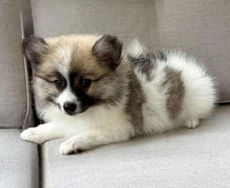 A baby small-sized male Pomeranian dog named Andy for adoption in Chesterfield, MI
