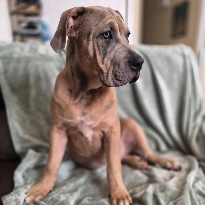 A baby large-sized male Merle (Red) American Bully dog named Chonk for adoption in Citrus Heights, CA