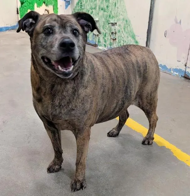 A senior medium-sized female Boxer dog named Sham for adoption in Phoenix, AZ