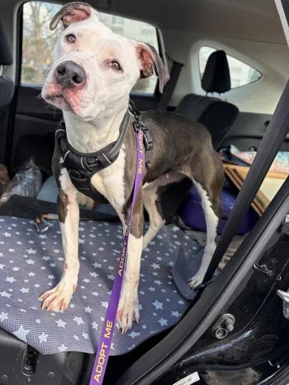 An adult medium-sized female Pit Bull Terrier dog named Saeris for adoption in Knoxville, TN