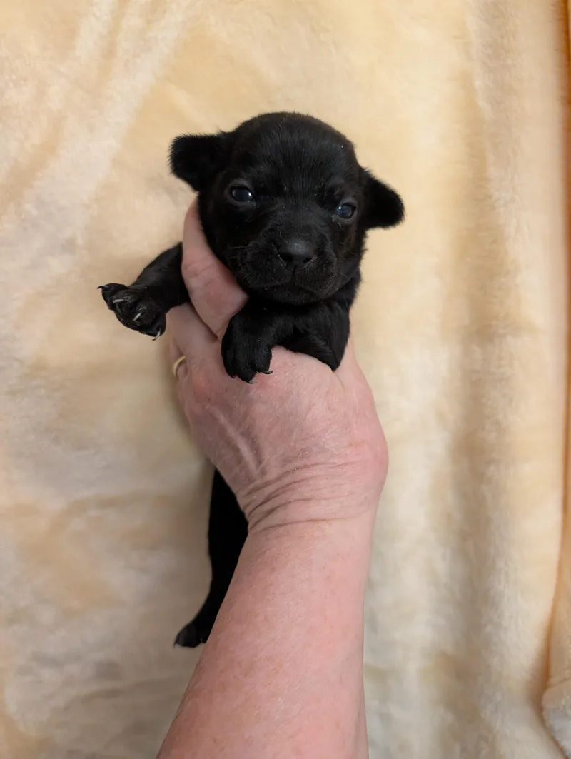 A baby small-sized female Black Chiweenie dog named Capri for adoption in Browns Mills, NJ