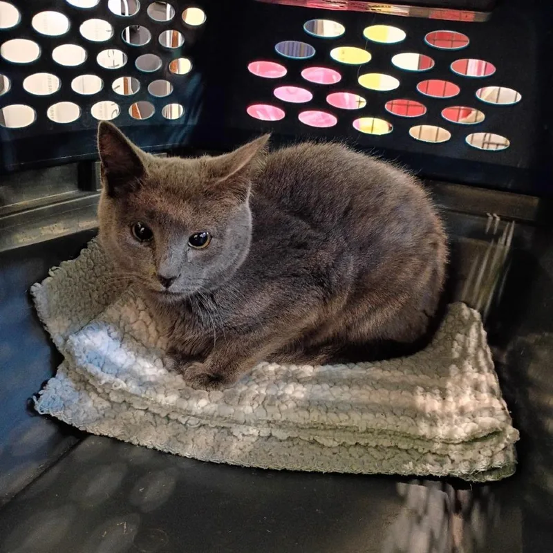 A young medium-sized male Gray / Blue / Silver Domestic Short Hair cat named Celery for adoption in Lynchburg, VA