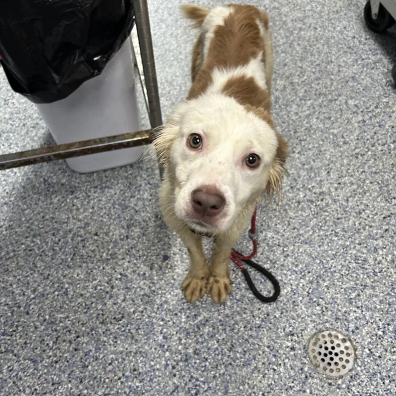 A young medium-sized female White / Cream Mixed Breed dog named Moe Moe for adoption in Yanceyville, NC