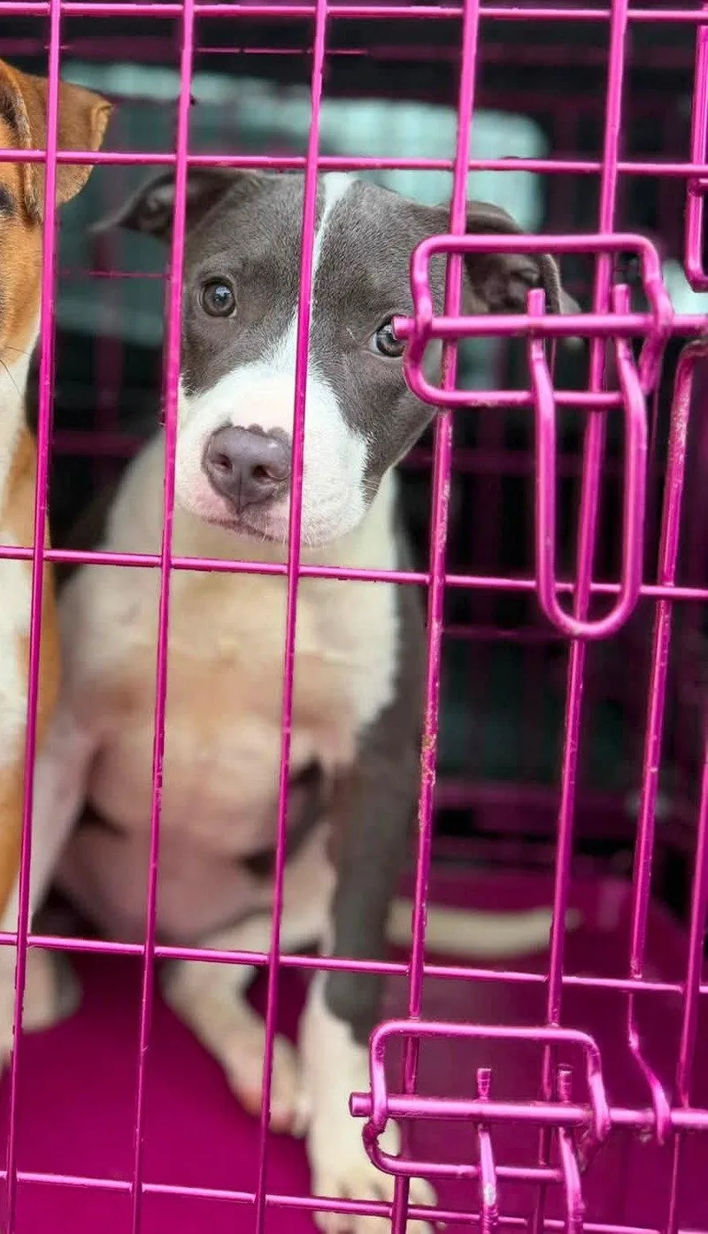 A baby medium-sized female Pit Bull Terrier dog named Bella for adoption in Jacksonville, NC