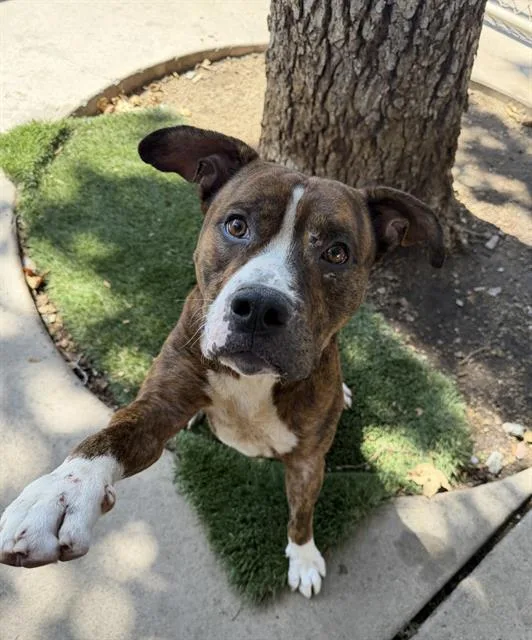 An adult medium-sized male Pit Bull Terrier dog named Kobe for adoption in Chula Vista, CA