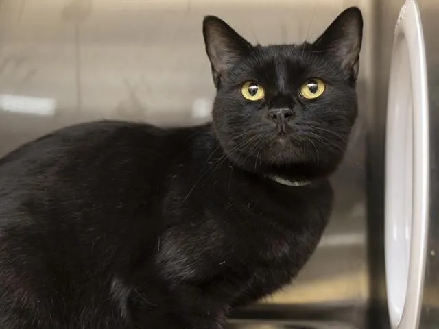 A young small-sized female Domestic Short Hair cat named Mel for adoption in Phoenix, AZ