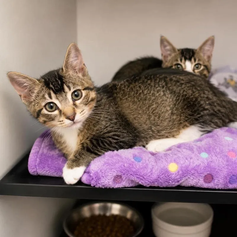 A baby small-sized male Brown / Chocolate Domestic Short Hair cat named Wrangler for adoption in Wichita, KS