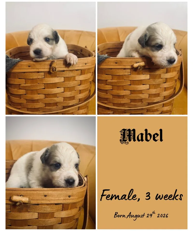 A baby small-sized female Border Collie dog named Mabel for adoption in Milton, FL