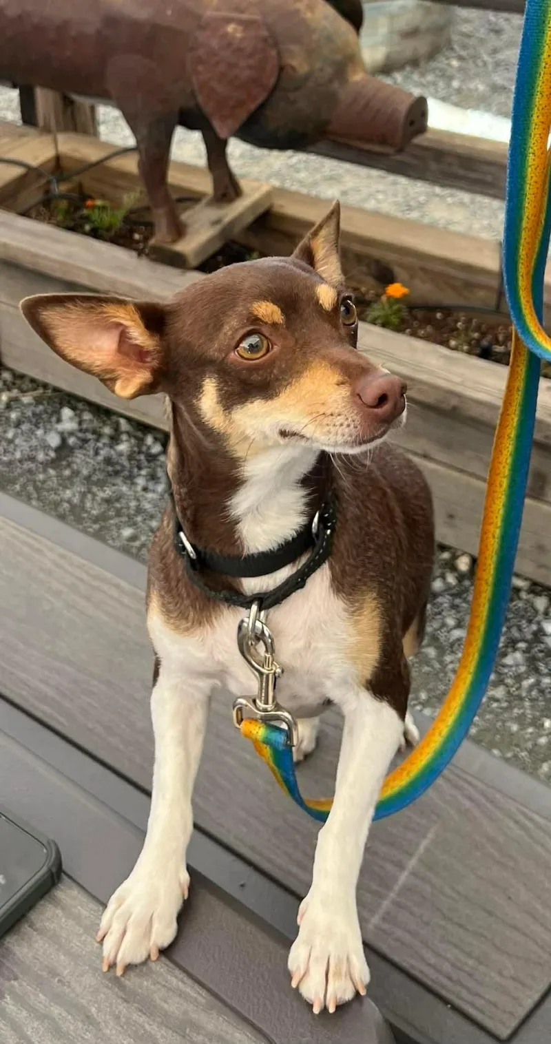 Duchess Fiona! thumbnail 2