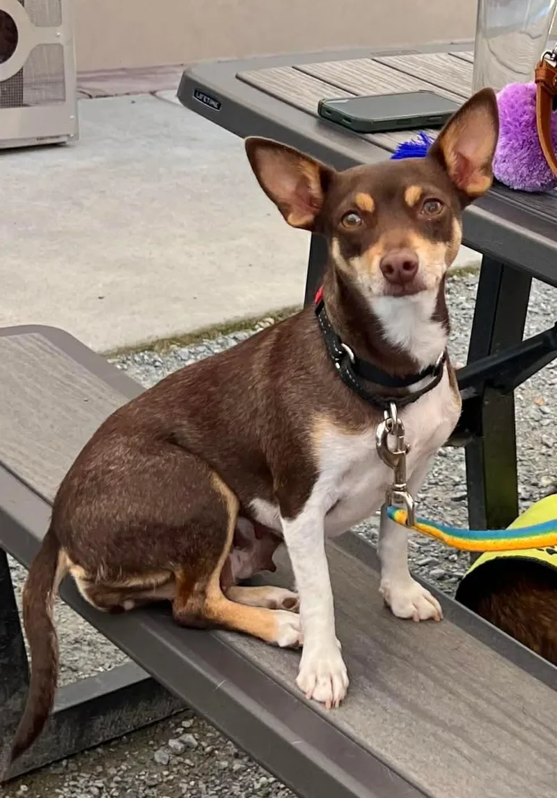 Duchess Fiona! thumbnail 3